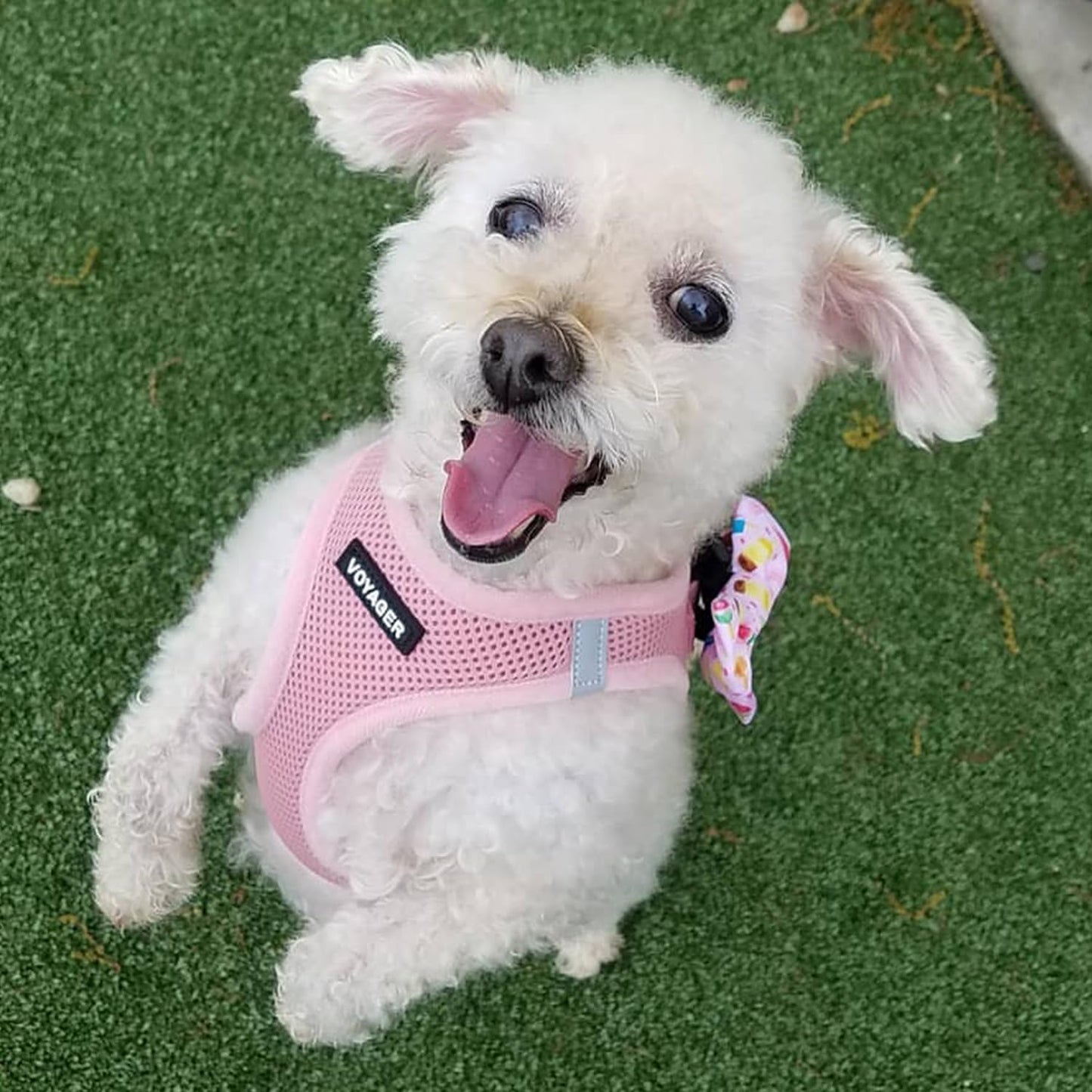 Best Pet Supplies Voyager Step-in Air Dog Harness - All Weather Mesh, Reflective, No Pull Harness for Small, Medium Dogs, Cats - Secure with Hook & Loop Fastener, Buckle, Double D-Rings - Pink, S