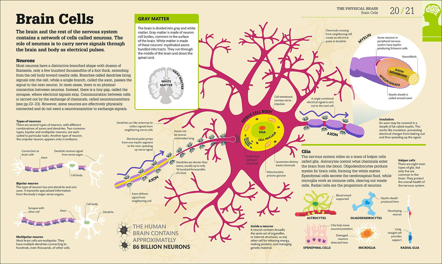 How the Brain Works: The Facts Visually Explained (DK How Stuff Works)